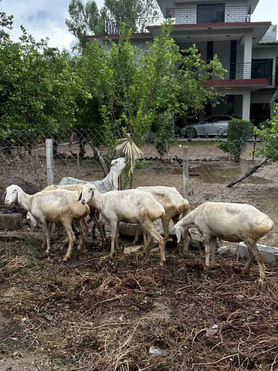 Dumbo bakri for sale