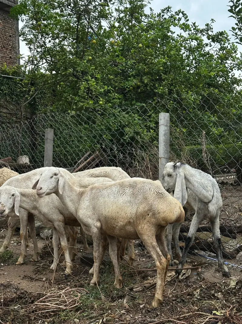 Dumbo bakri for sale — photo 2