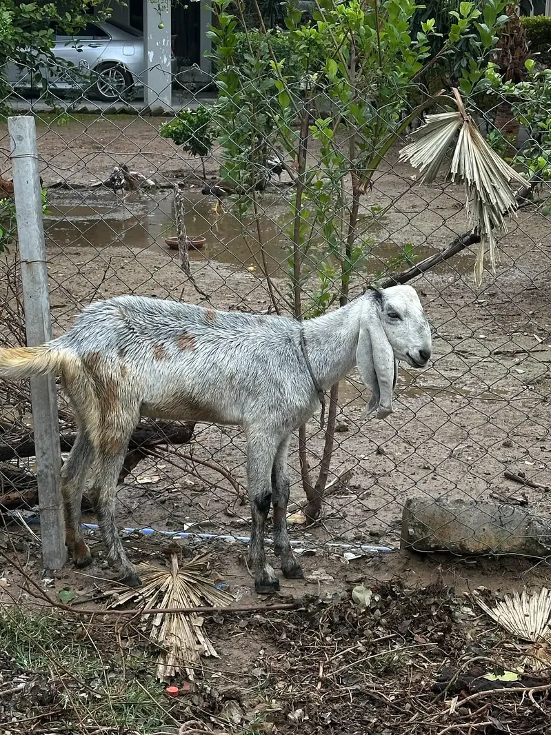 Dumbo bakri for sale — photo 3