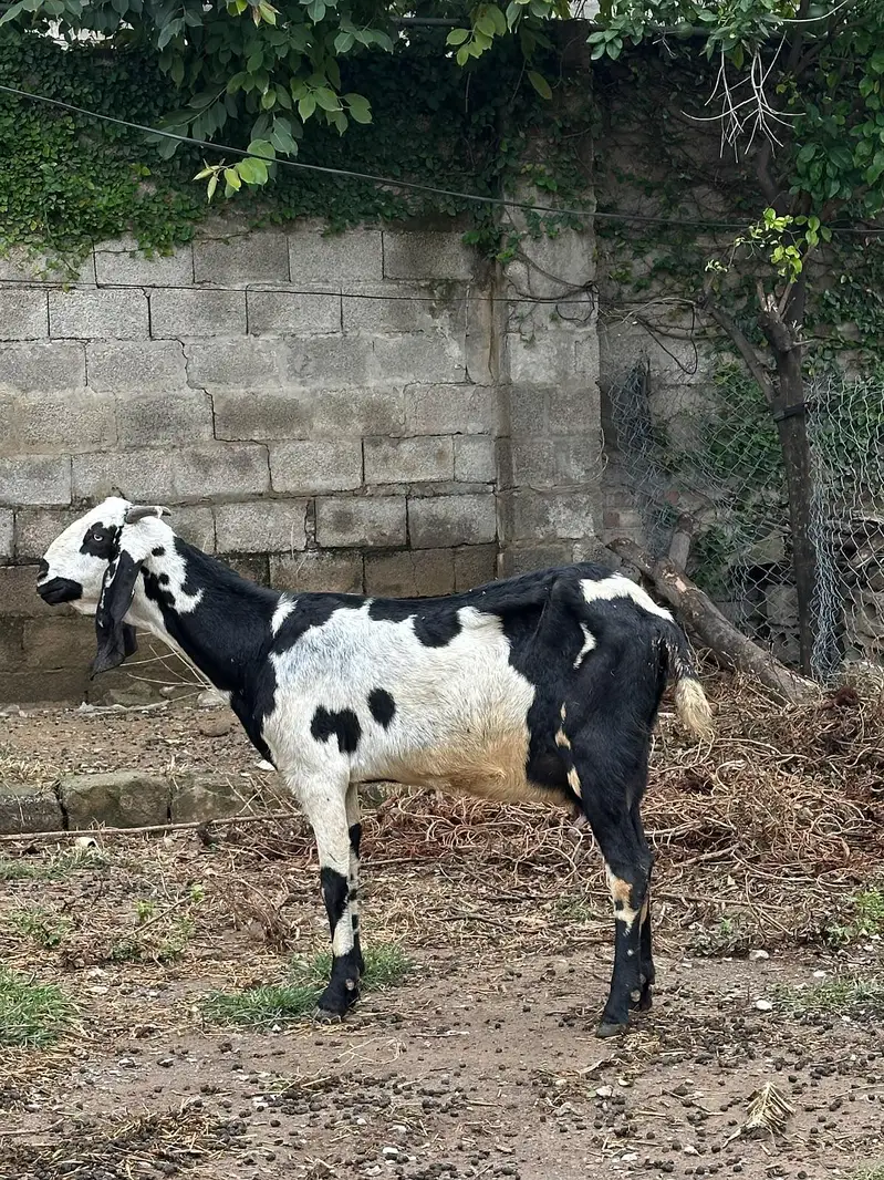 Dumbo bakri for sale — photo 4
