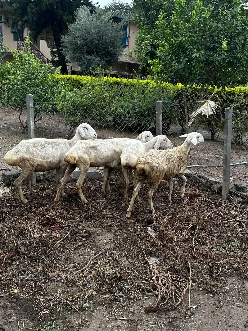 Dumbo bakri for sale — photo 5