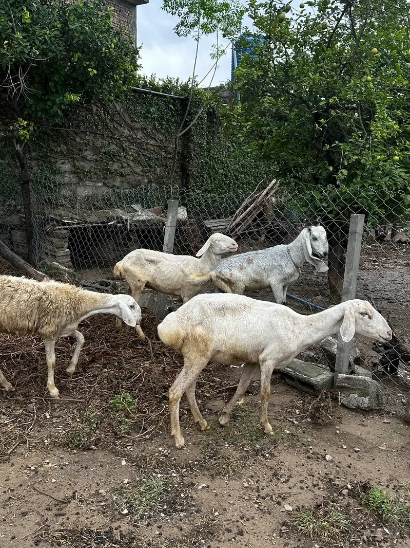 Dumbo bakri for sale — photo 6