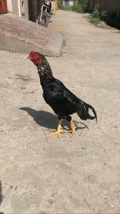 Aseel 1 eye breeder for sale