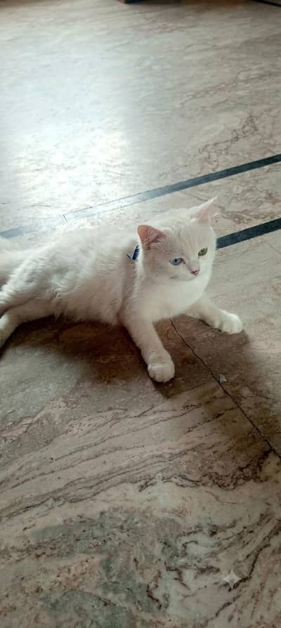 Persian Cat