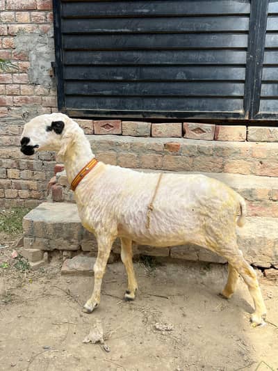 mundari female for sale