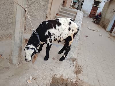 sheep male