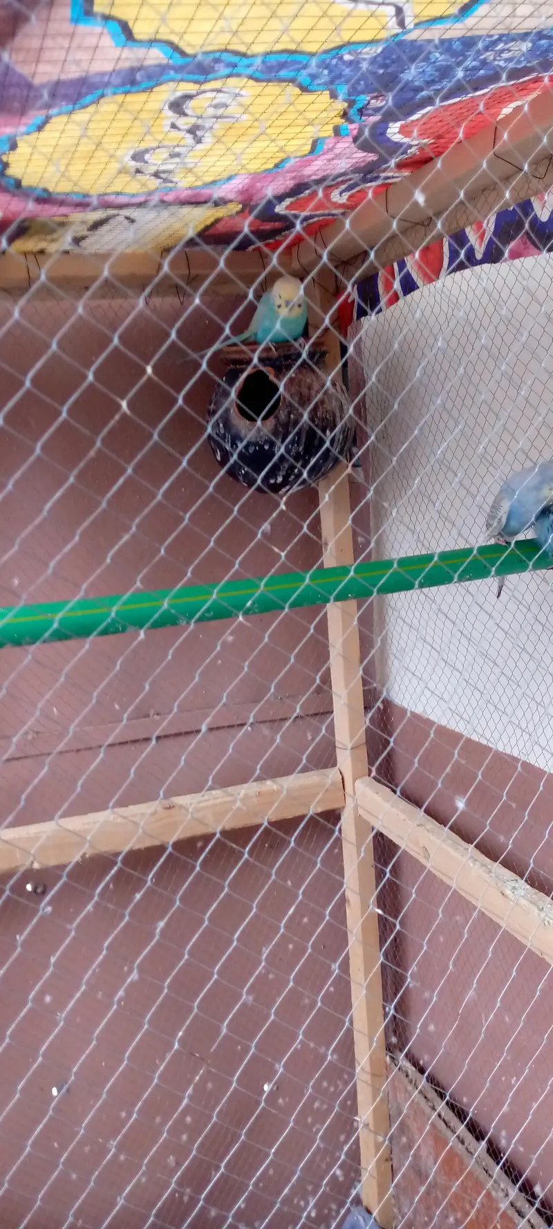 Birds cage for sale — photo 4