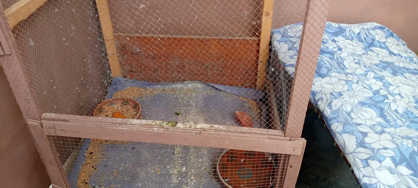 Birds cage for sale — photo 5