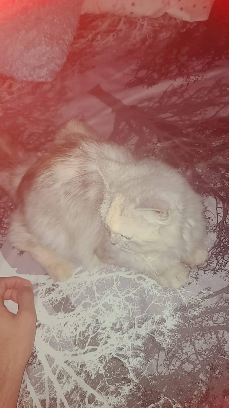 PERSIAN CAT 0