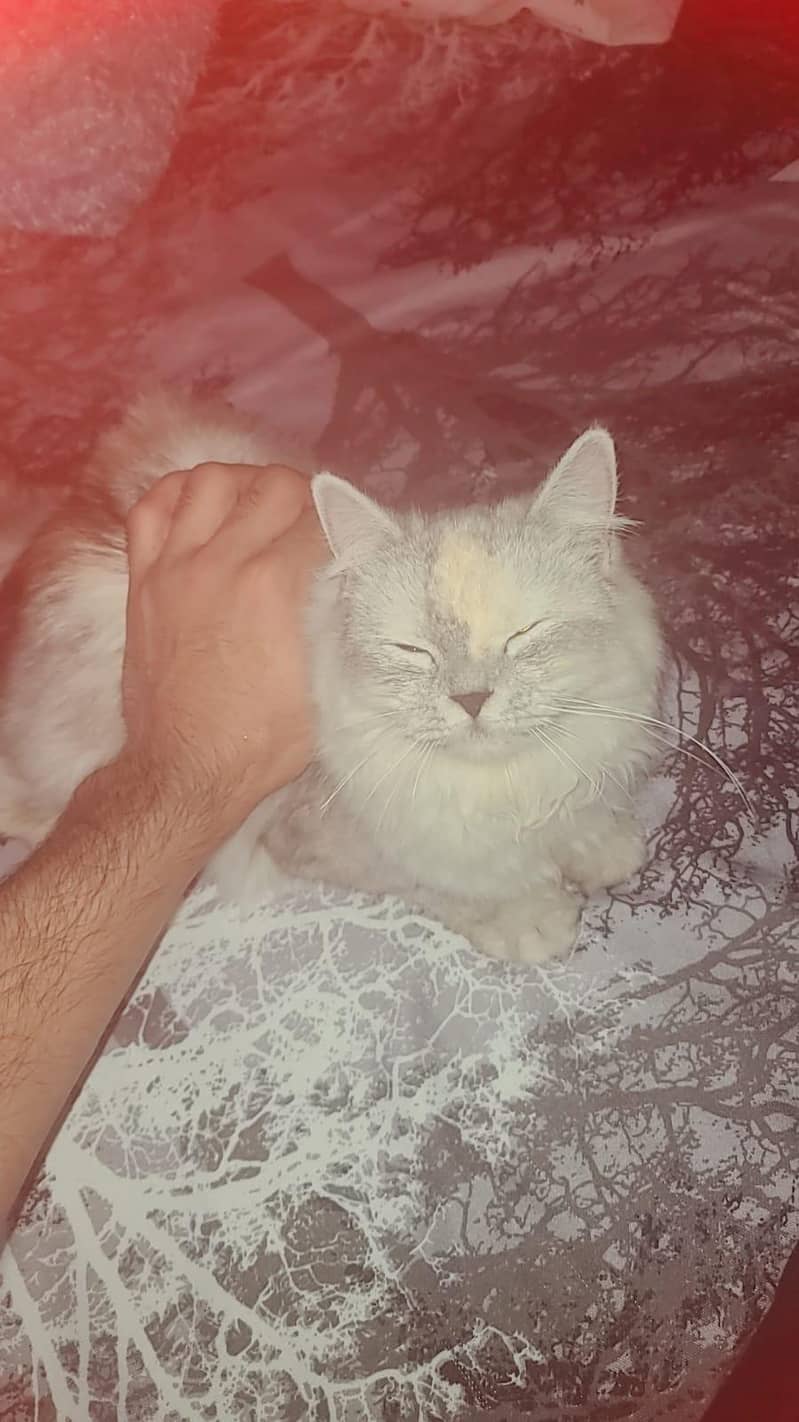 PERSIAN CAT 1