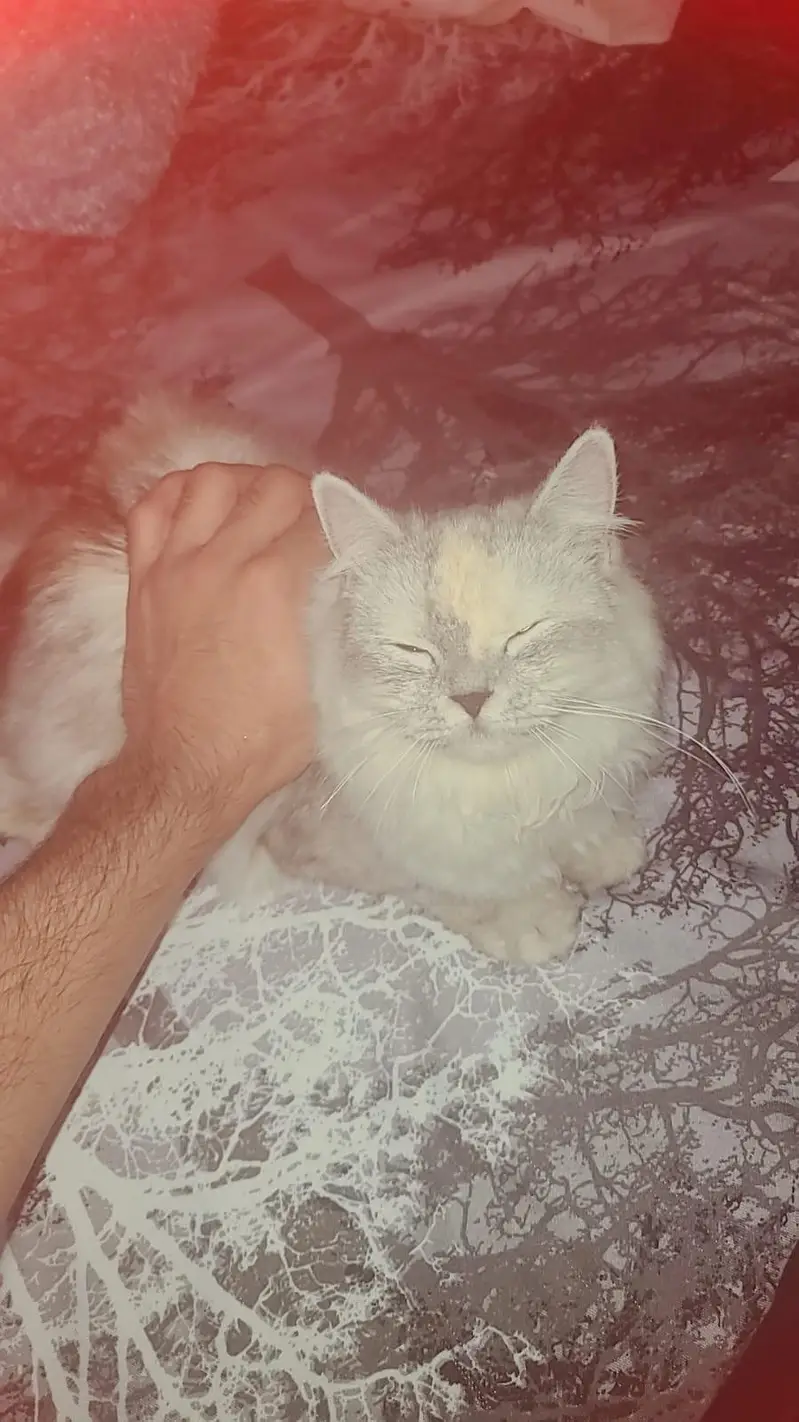 PERSIAN CAT — photo 2
