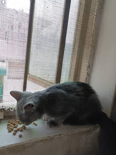 cat for sale