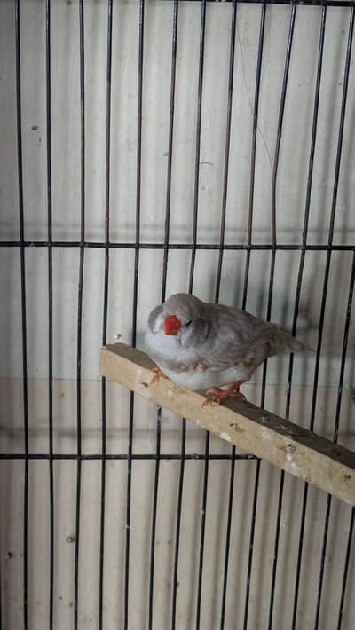 CFW possible split charcoal male available  in Islamabad BLACK CHICK
