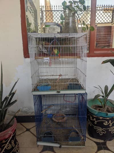 love birds and cages for sale