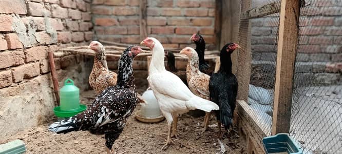 Egg Laying Pure Aseel Murgiyan In All Colors
