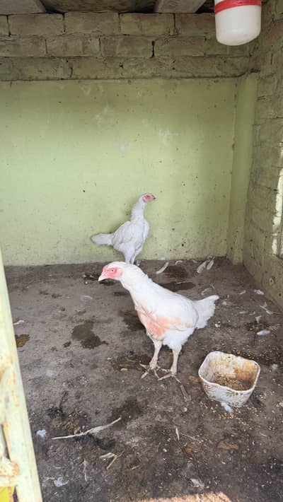 Shamoo & Heera aseel