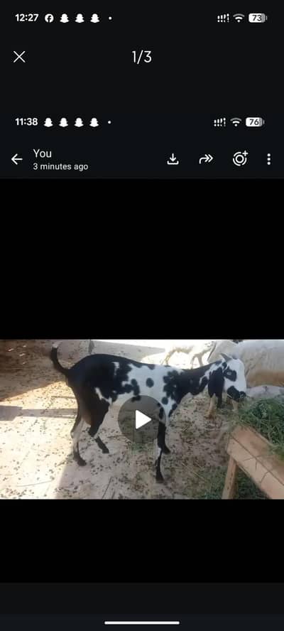 ghar ki pali hoi bakri healthy and active
