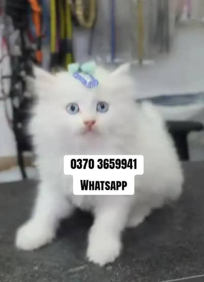 Persian Female kitten for sale