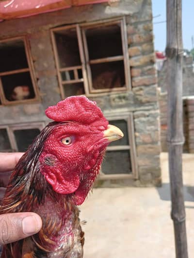 Aseel murga for sale