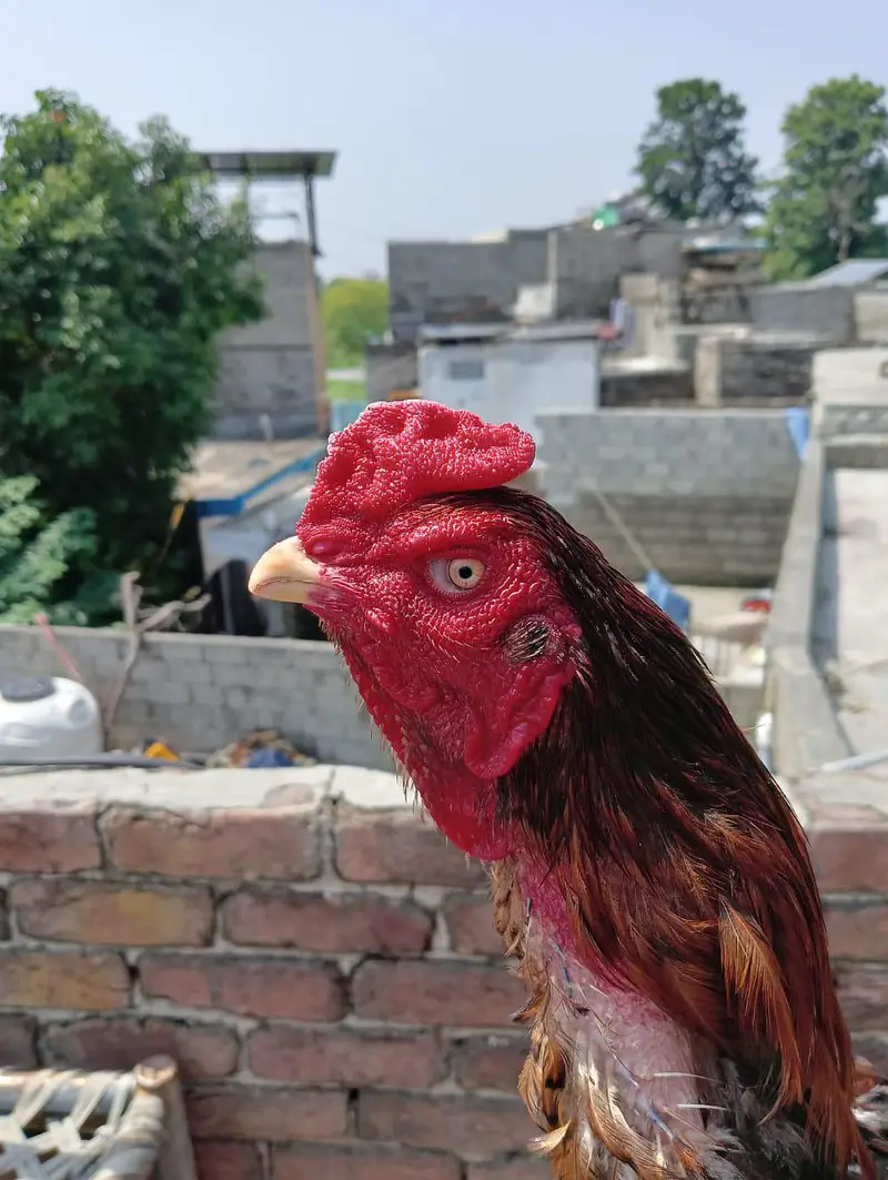 Aseel murga for sale — photo 2