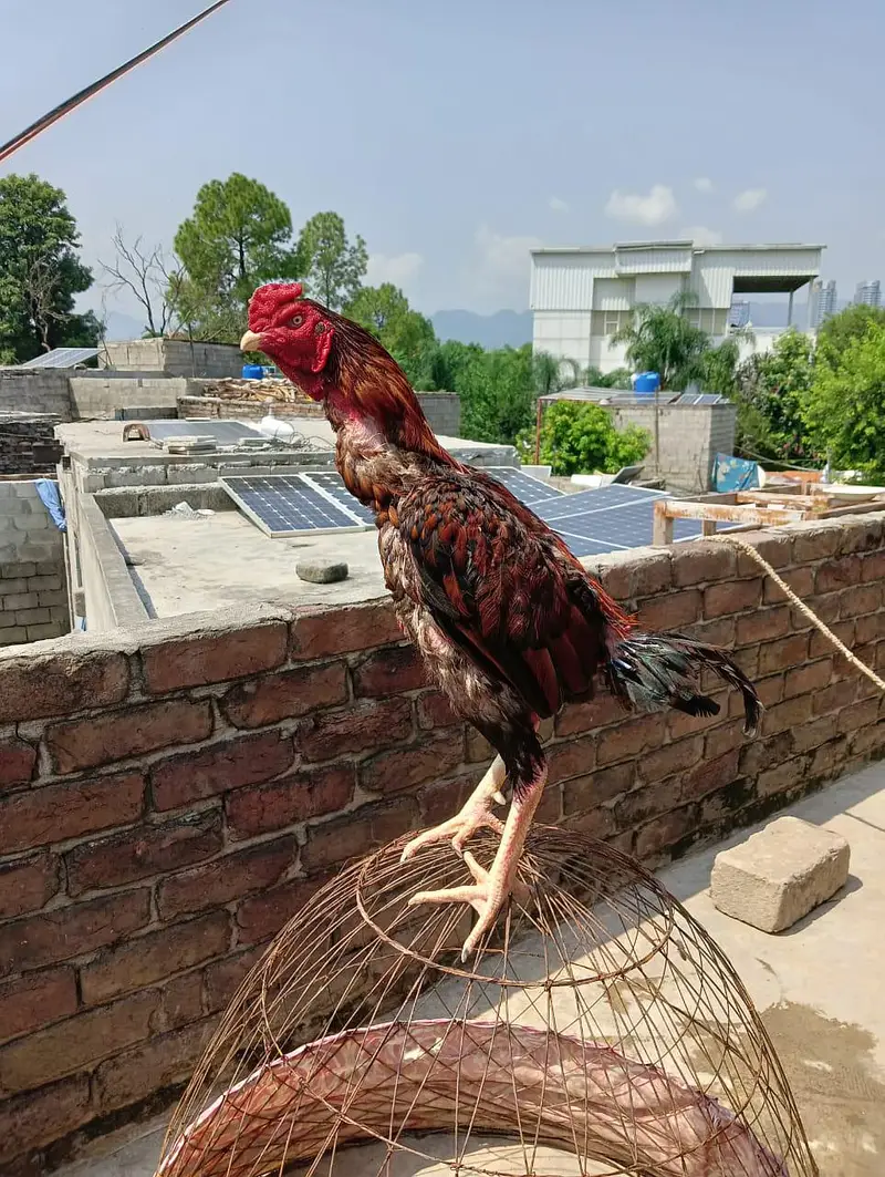 Aseel murga for sale — photo 3