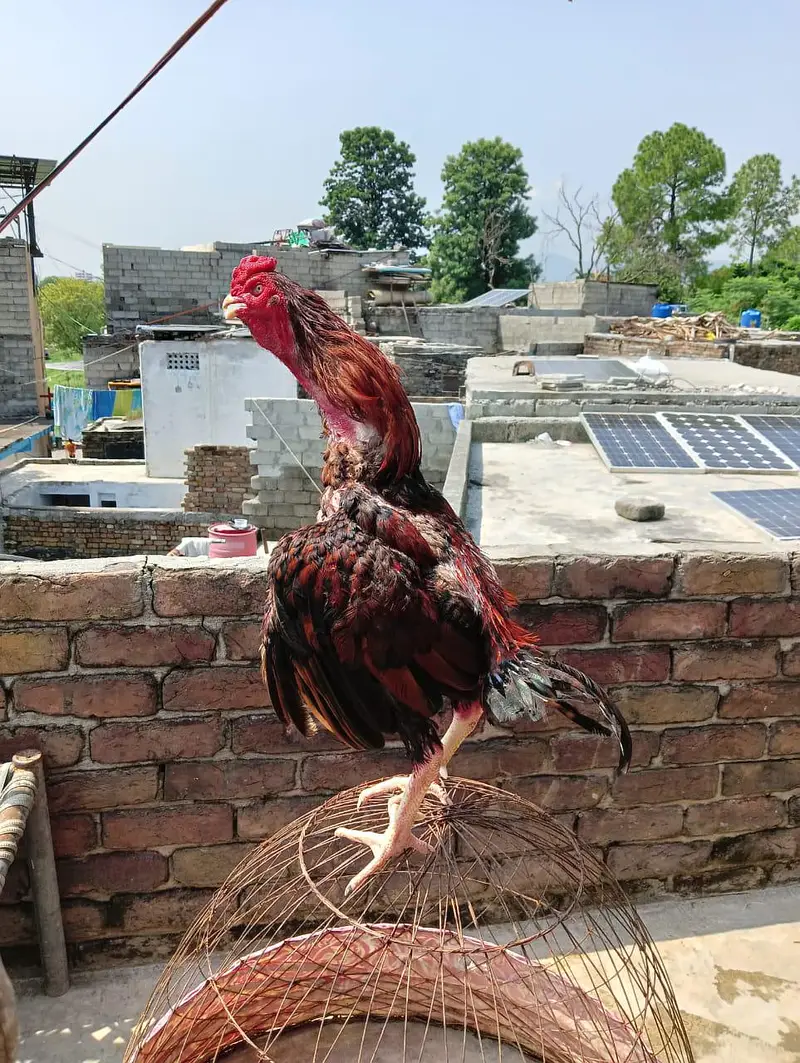 Aseel murga for sale — photo 4