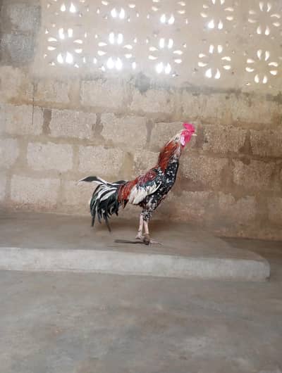 Aseel Cock
