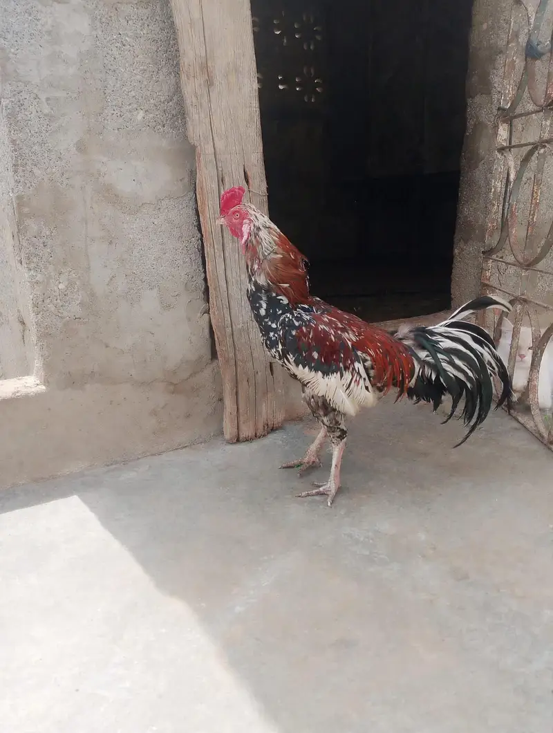 Aseel Cock — photo 2