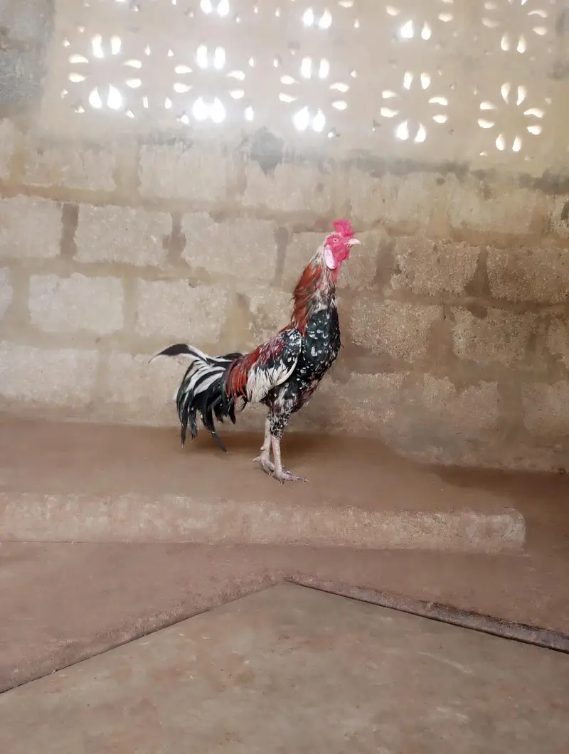 Aseel Cock — photo 3
