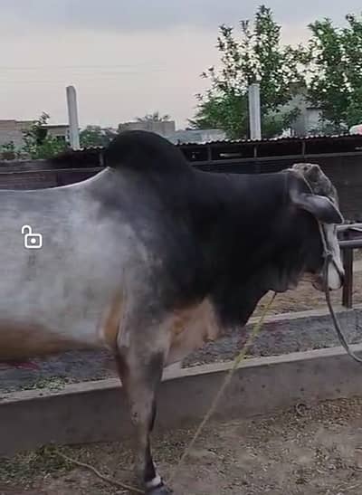 Dagli Bull for Sale
