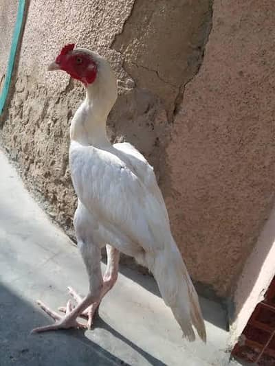 mujy 8 se 10 ya phr 1-year Ka paper white mianwali me patha chaye . . .