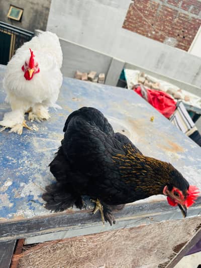 molted /white Cochin bantam pair