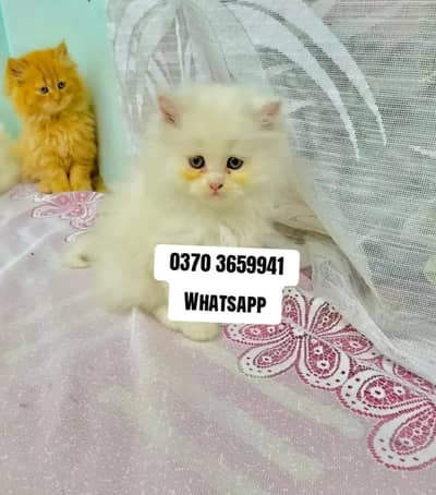 Persian Female kitten for sale