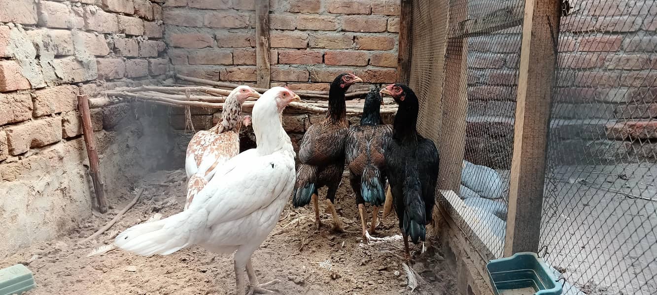 اچھی کوالٹی اصیل مرغیاں برائے فروخت 1