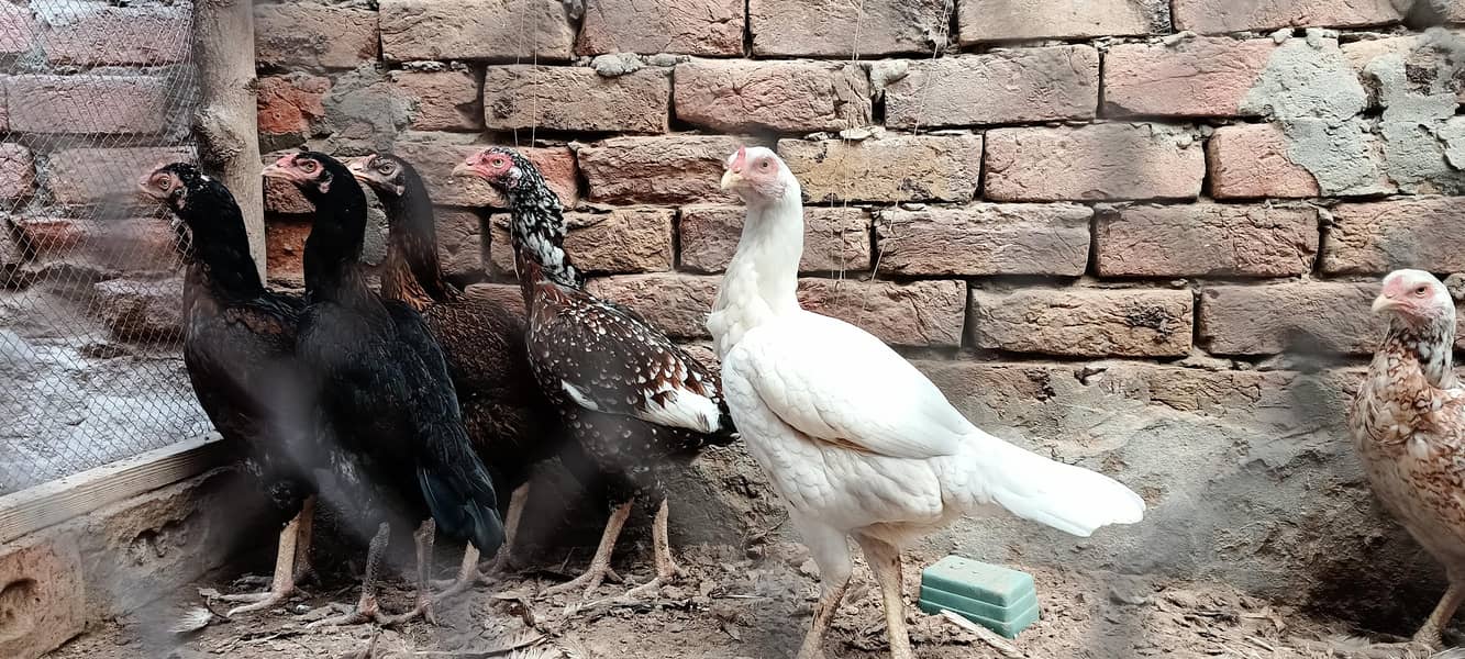 اچھی کوالٹی اصیل مرغیاں برائے فروخت 2