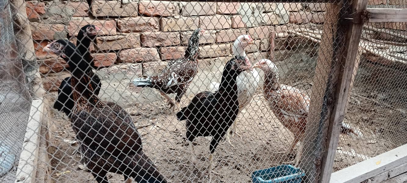 اچھی کوالٹی اصیل مرغیاں برائے فروخت 3