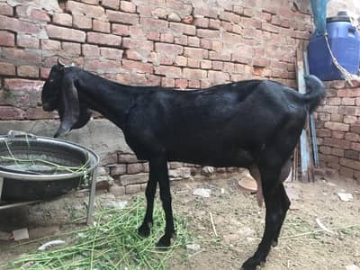 bakri goat gaban 0315.16. 13.12. 4
