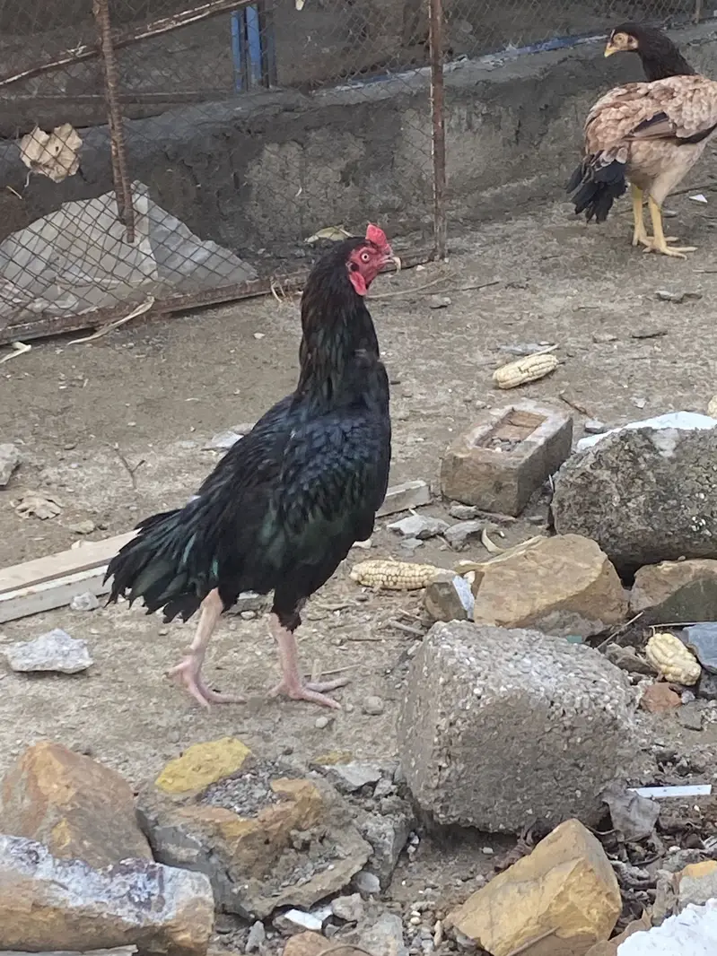 Aseel Pair — photo 10