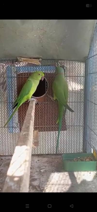talketive green ringneck breader pair and more parrots
