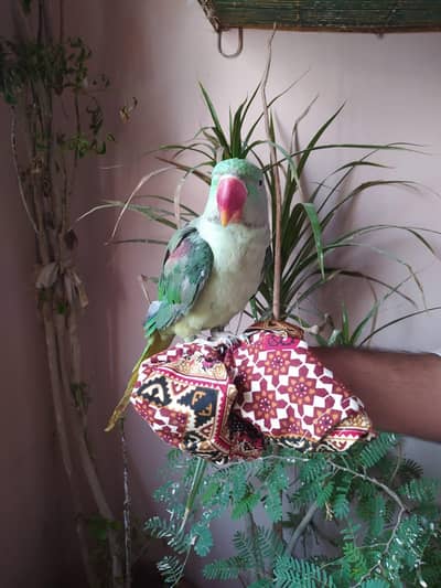Pahari parrot male talking and hand tamed