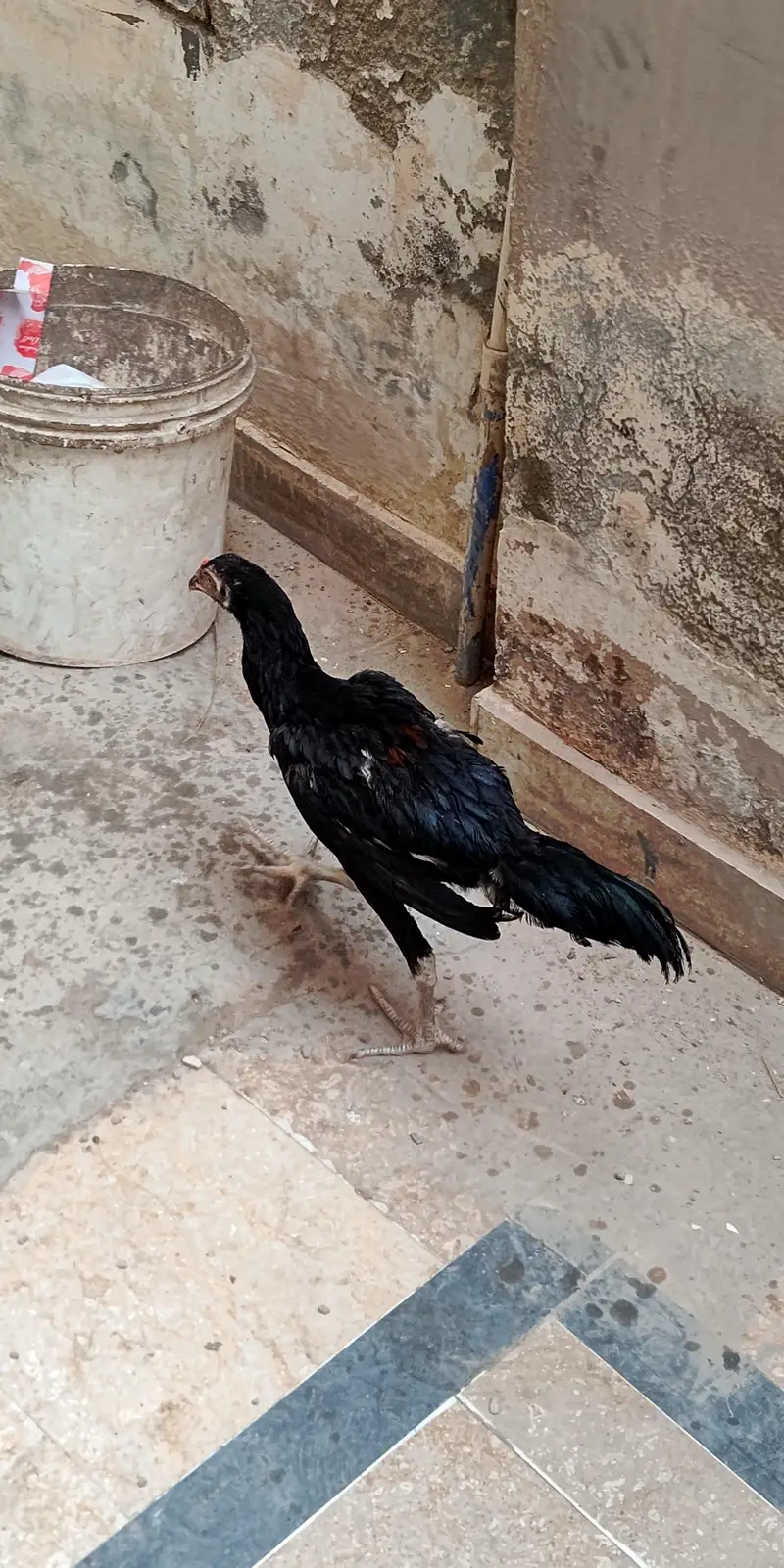 aseel pure desi cross — photo 3