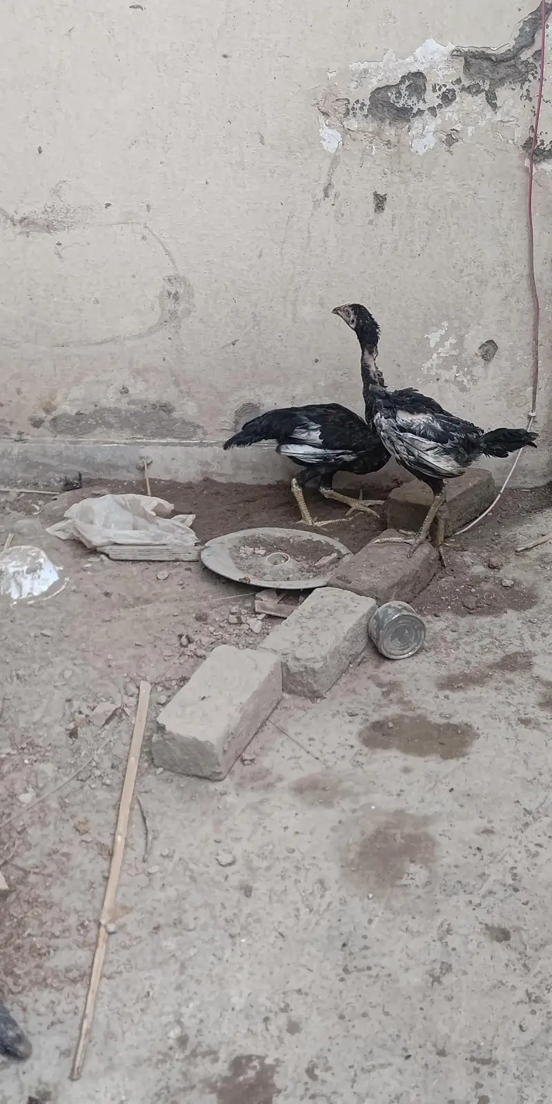 aseel pure desi cross — photo 4
