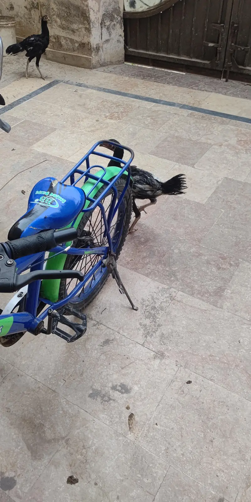 aseel pure desi cross — photo 6