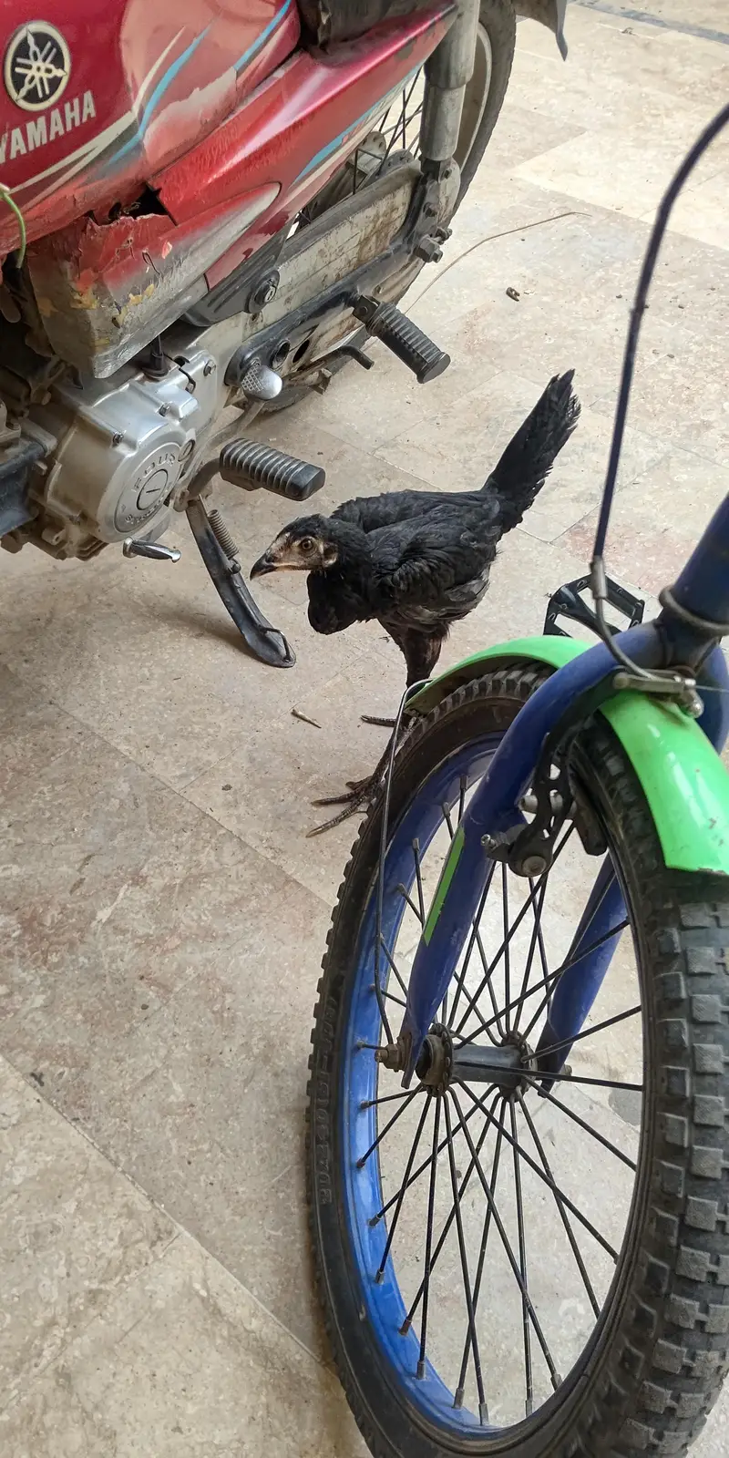 aseel pure desi cross — photo 7