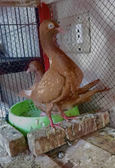 Swing Neck Pigeon Breeder Pair
