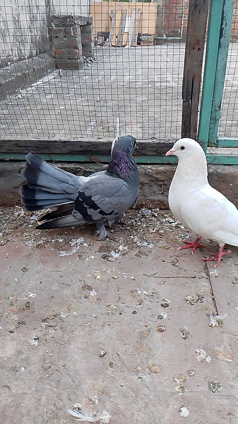 fancy pair 0