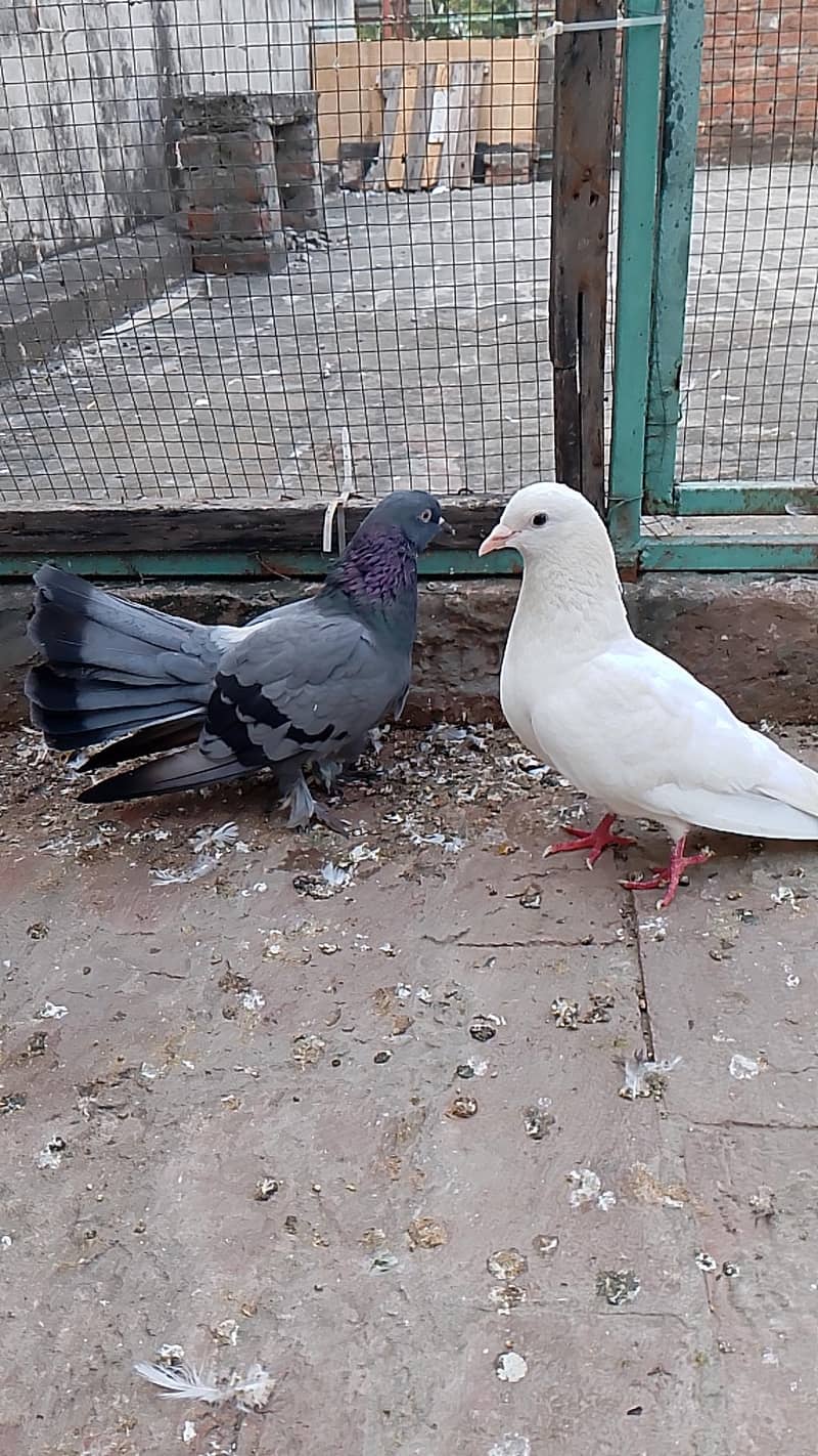 fancy pair 1