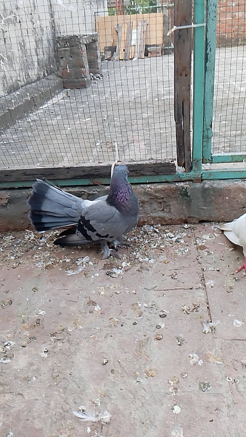 fancy pair 3