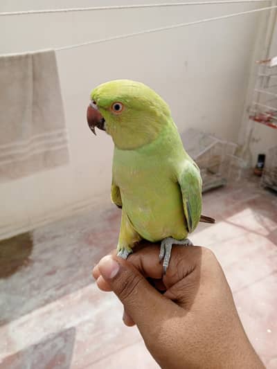 hantime ringneck parrot