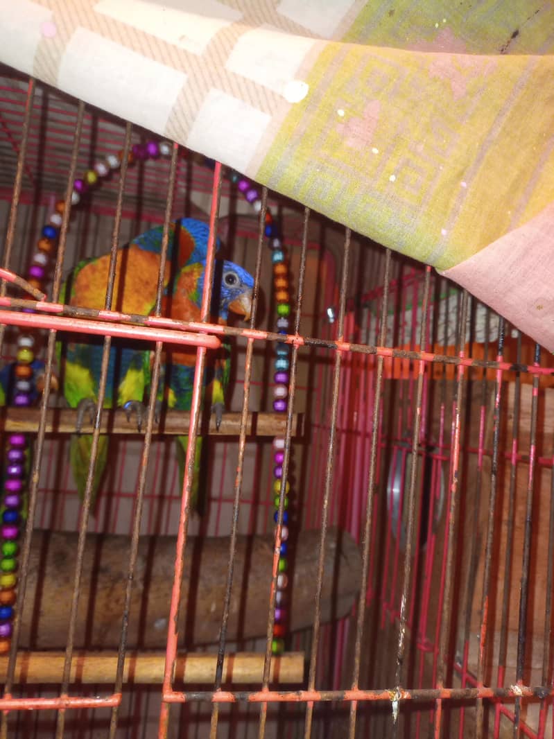 Parrots Pair 1